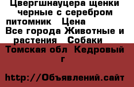 Цвергшнауцера щенки черные с серебром питомник › Цена ­ 30 000 - Все города Животные и растения » Собаки   . Томская обл.,Кедровый г.